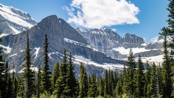  Forest Valley in between mt wilbur and mt Henkel at Glacier national park taken from the iceberg lake trail, Montana, USA