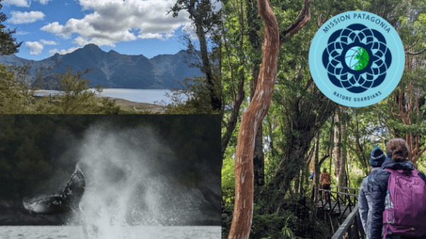 a collage of three images, one with a mountainscape, one of a humpback whale fluke, and one of people walking through a temperate rainforest