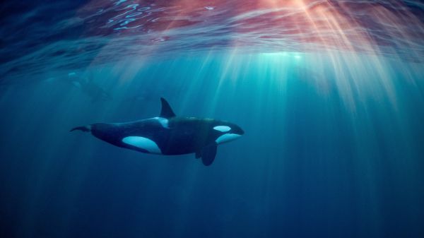 Orca swimming underwater