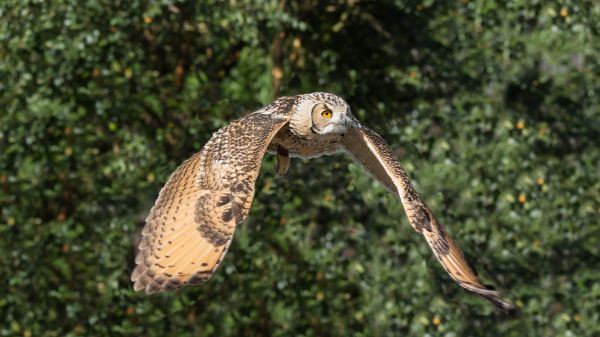 Owl