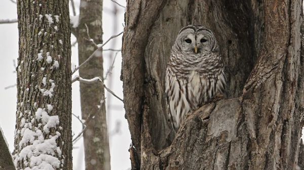 Eastern Screech Owl Eastern screech owl sitting in a bare winter tree.