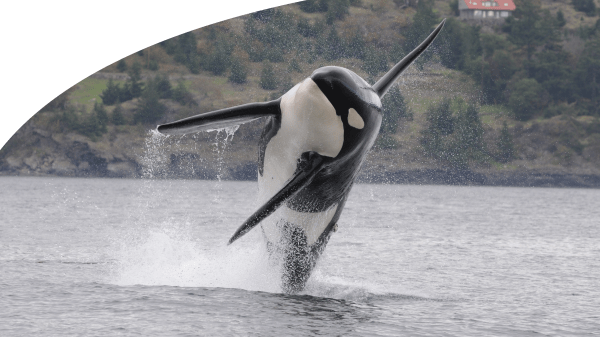 Saving the Southern Resident Killer Whales