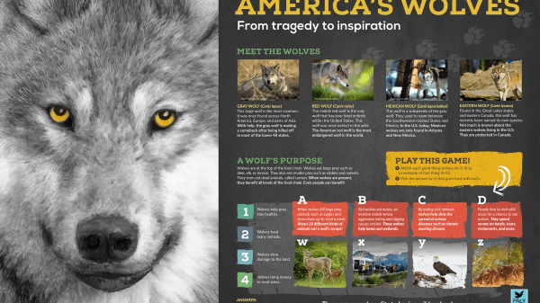 Panel 1 of America's Wolves Exhibit