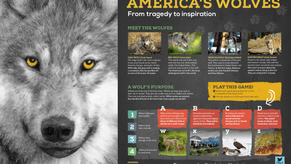 Panel 1 of America's Wolves Exhibit Panel 1 of America's Wolves Exhibit