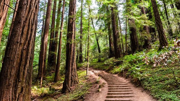 stepped path through forest