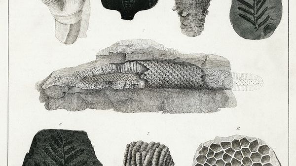 Vintage 1700s illustrations of fossils by Oliver Goldsmith