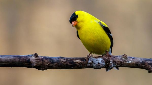 An American goldfinch sitting on a branch looks toward the viewer, head tilted.
