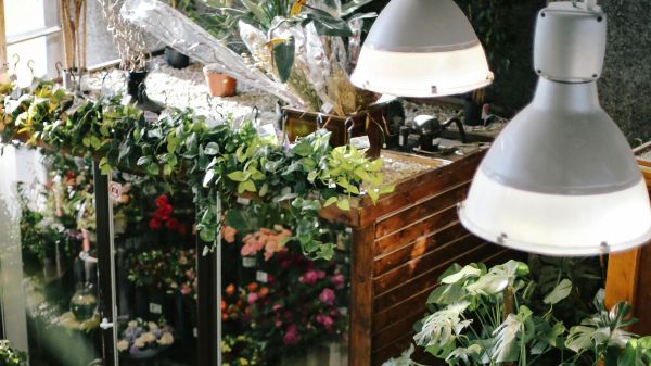 Plants stacked on shelves in a room with overhead lamps