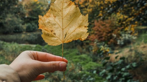 Hand holding a yellow leaf in front of a green environment