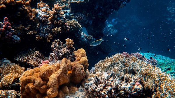 Captivating underwater scene of vibrant corals and marine life in a clear ocean setting.