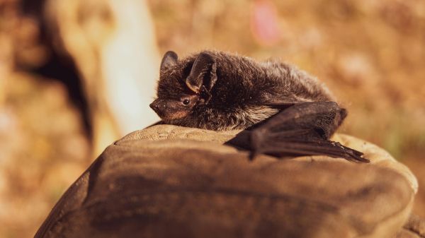 A brown bat lays out on top of lighter brown material; behind them is a blurred natural background