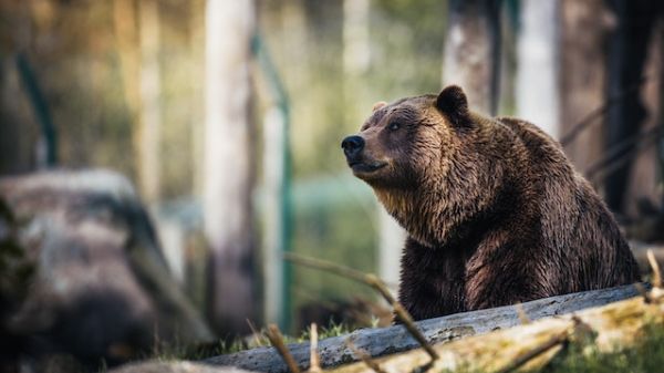 A grizzly bear stares straight in a forest