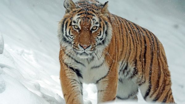 A tiger surrounded in snow stares at the viewer