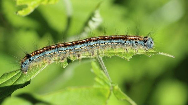 A green, orange, and black caterpillar sitting on a green plant with a blurred green natural background
