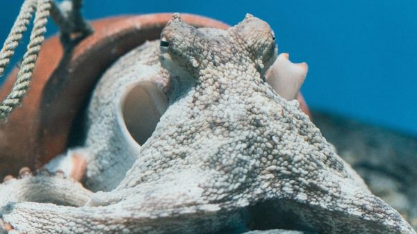 An octopus resting inside a flower pot on the substrate of an aquarium environment