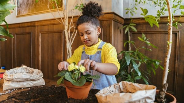 A child sits inside in front of a table covered in soil, planting a yellow flower in a pot