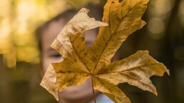 A child holds up a brown leaf with their face behind it and a blurred forested background