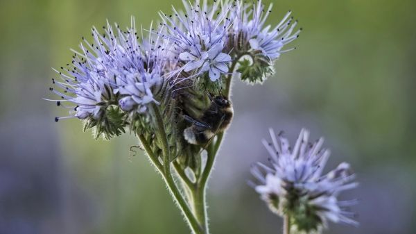 A bumblebee climbs up the stem of a lavender-colored flower.