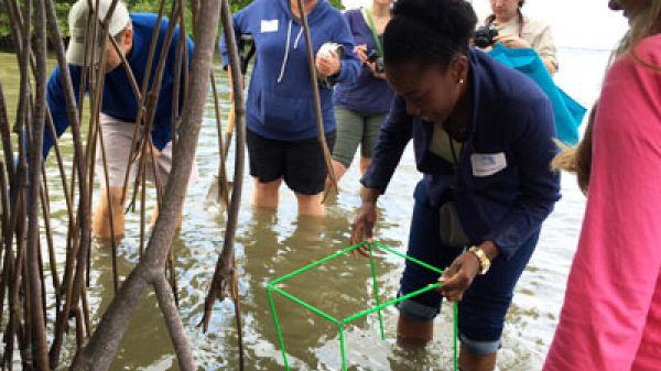 Educators placing a biocube in Fort Pierce, Fla. Six people wading knee-deep in water, near young, thin trees. A woman is placing a fluorescent green biocube into the water.