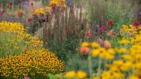 Bright yellow Black eyed susan rudbeckia cone flowers in the foreground, photographed in a garden