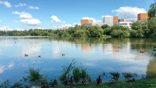 Urban pond with ducks swimming on calm water surrounded by green trees and grass, with modern colorful apartment buildings, concept of nature in city, ecology and peaceful environment