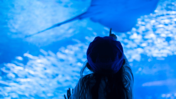 ProBleu Funding Call 2025