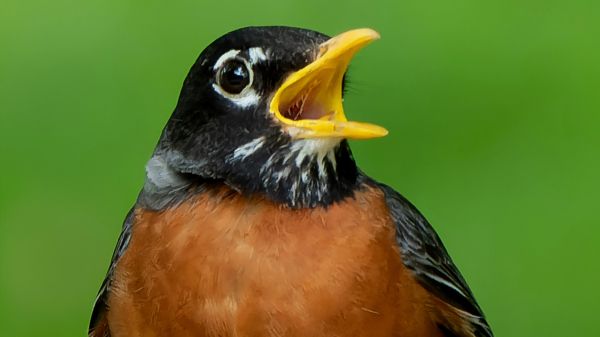Robin: Bird Song ID App An American Robin faces its head toward the right, beak wide open