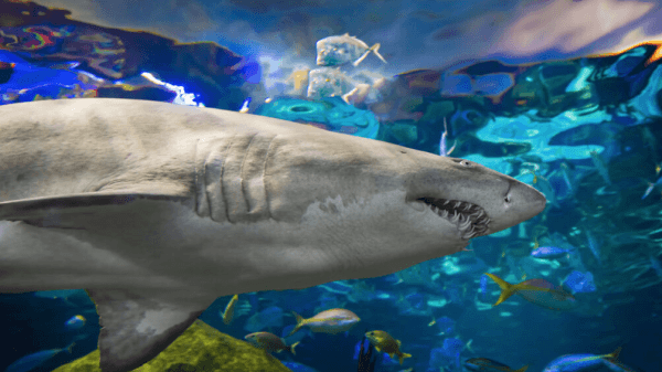 Point of view looks up at a swimming shark