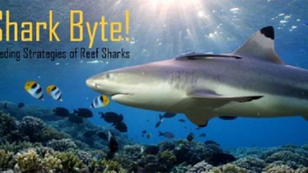 Shark Byte