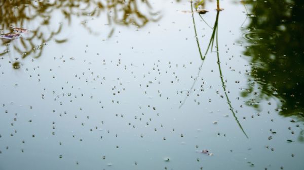Mosquitoes on surface water.