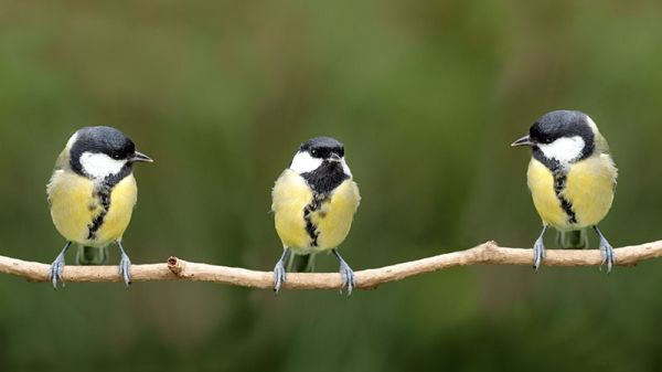 three small yellow and black birds perched on a thin branch