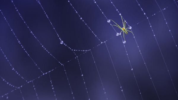 green spider on web with water droplets and blue background