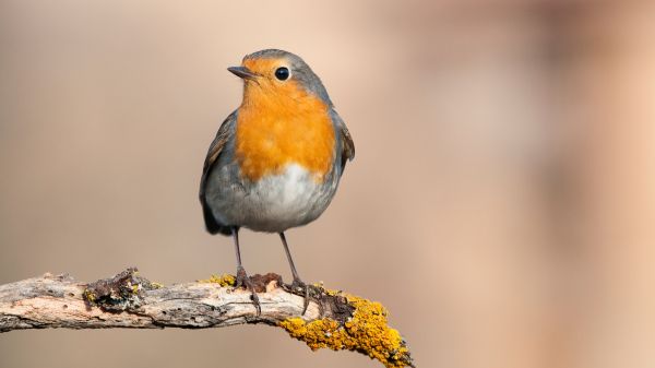 orange grey and white bird on branch