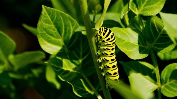 Yellow, black and green Black swallowtail caterpillar on a green bush