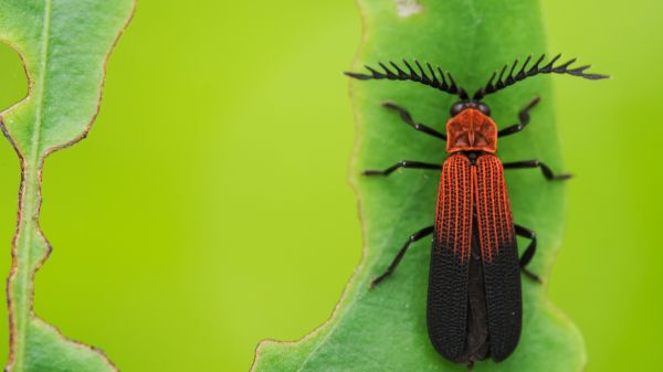 Lycidae insect on green leaf.