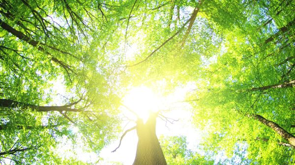 sun shining through tree top