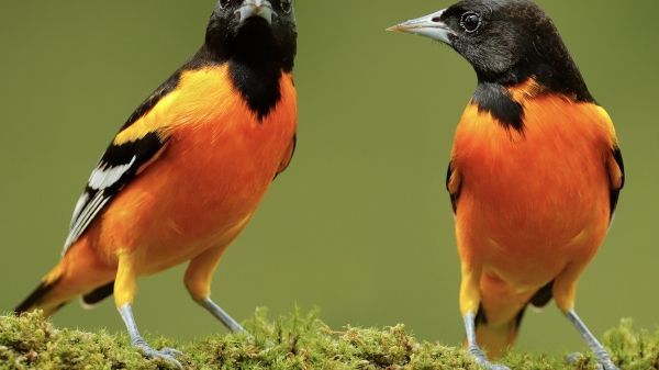 A photo of two black and orange birds