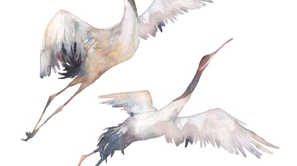 two watercolor cranes flying