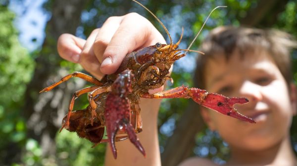 Close-up of child holding a crayfish in a wooded area