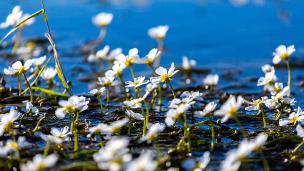 Small white delicate flowers of the underwater plant