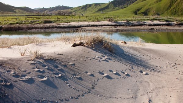Picture of sand dune with footprints with green hills in the background.