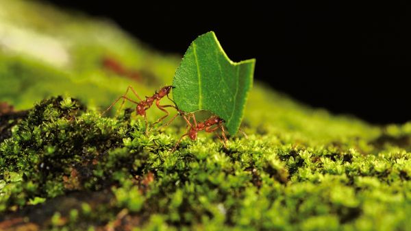 two ants carrying a leaf