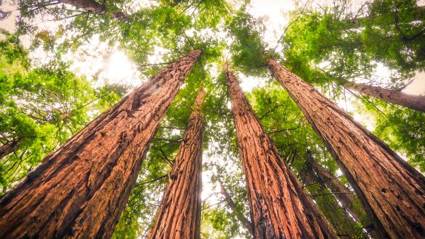 view of tall trees from ground