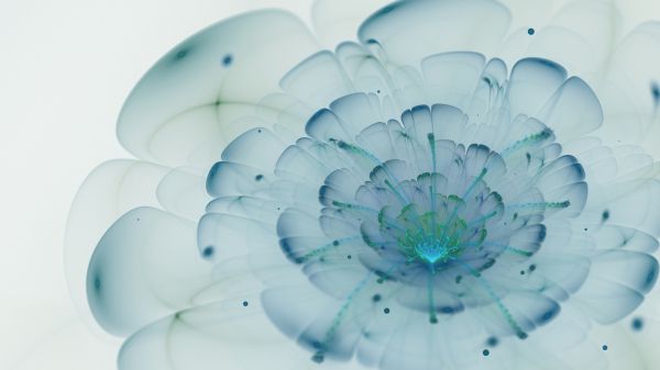 White background with close-up of blue flower