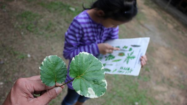 Young student looking at book with hand holding leaf