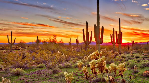 cacti in dessert in front of sunset