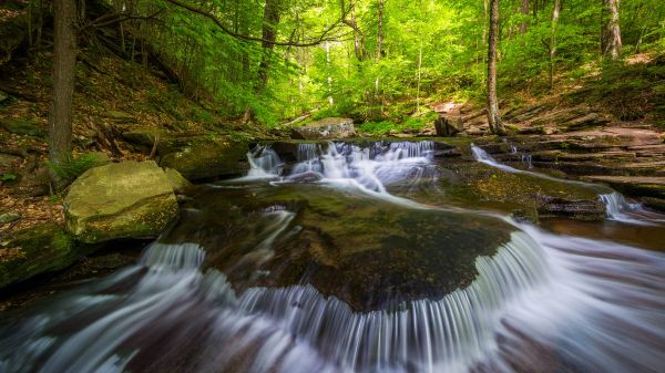 river running through forest
