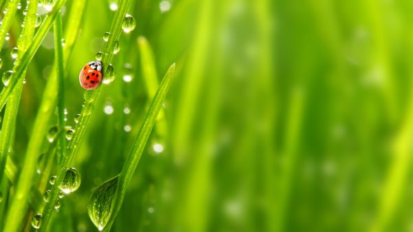 A red lady beetle climbs a dew-dropped blade of grass on the left; the beetle is surrounded by other blades of grass with a blurred green grass background