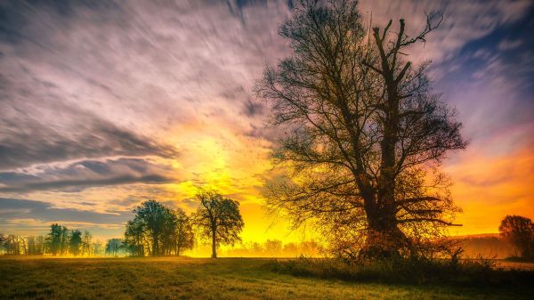 Tree