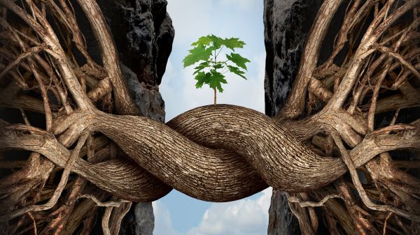 Small seeding growing between two twisting branches over a ravine. 